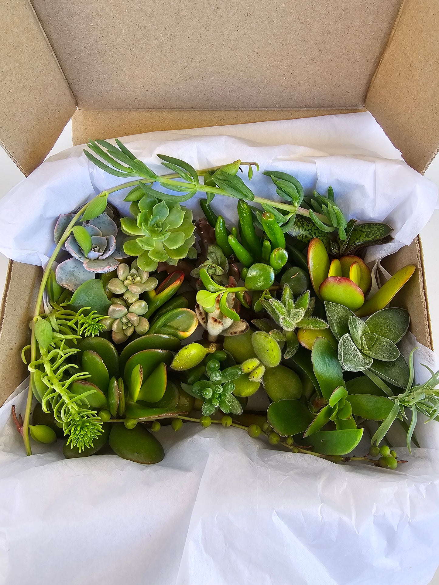 Collection of healthy succulent cuttings for DIY plant enthusiasts