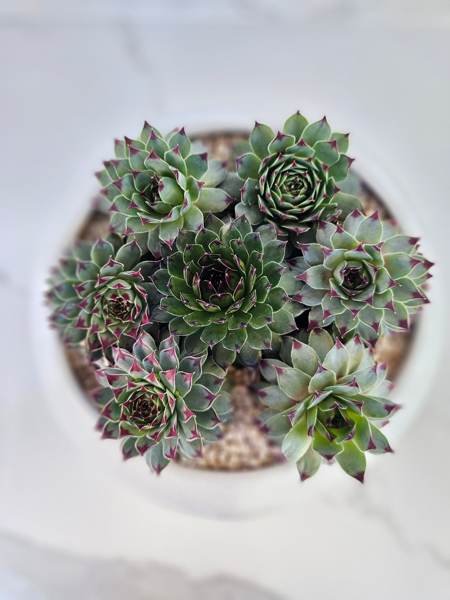 Round sempervivum succulent arrangement