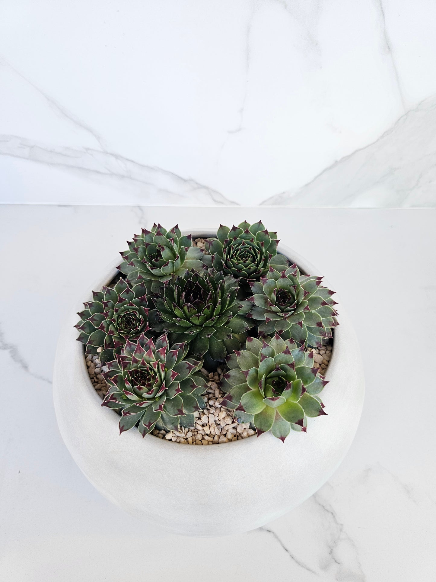 Round sempervivum succulent arrangement