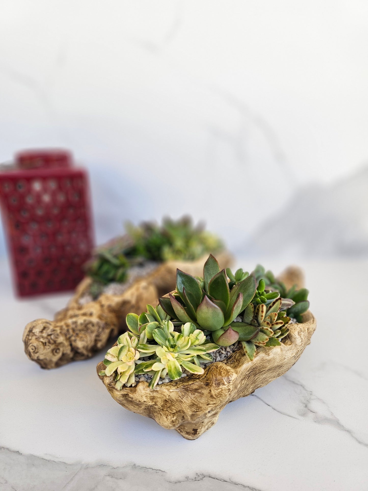 Close-up view of succulent varieties in rustic driftwood container