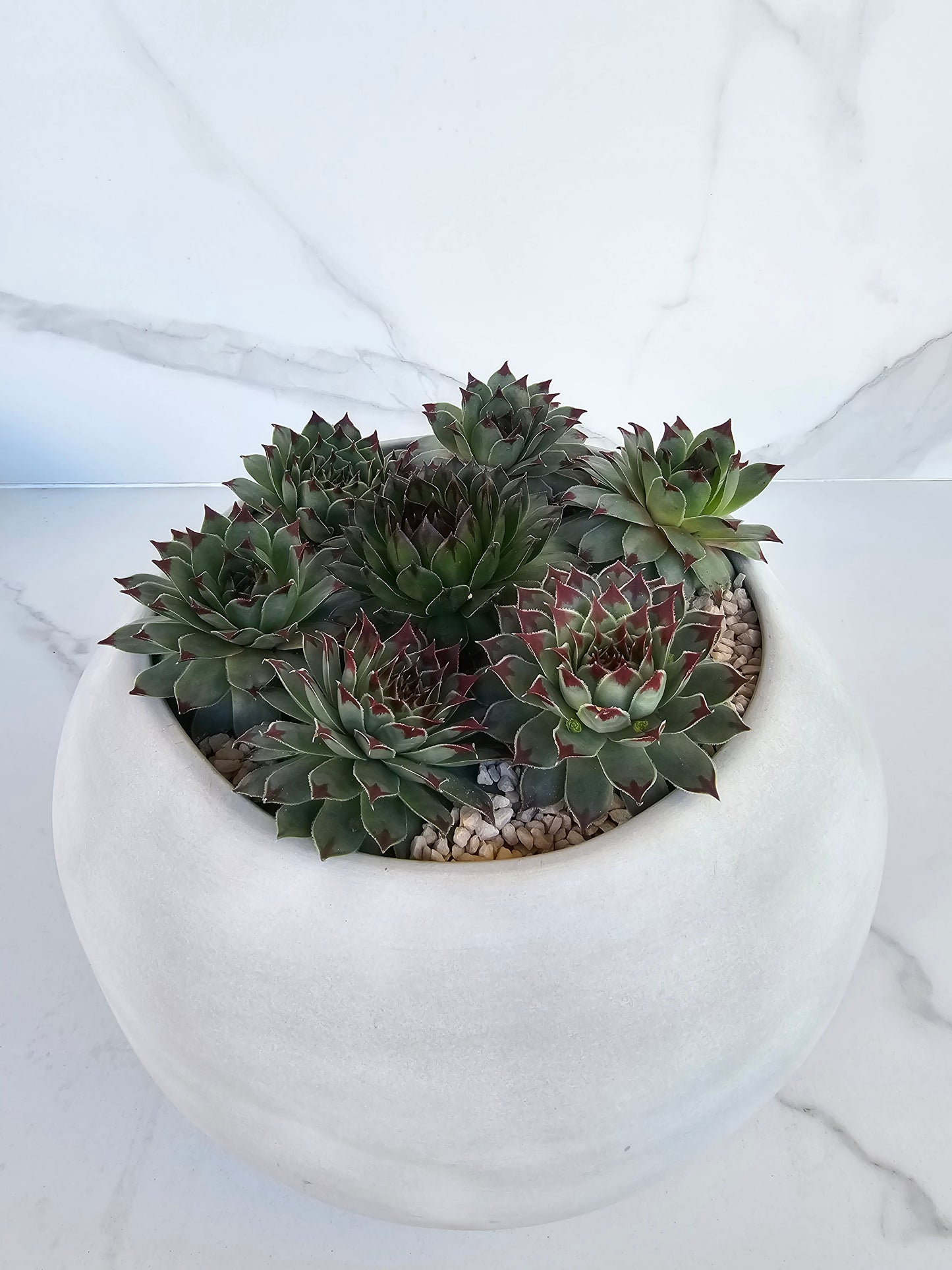 Round sempervivum succulent arrangement