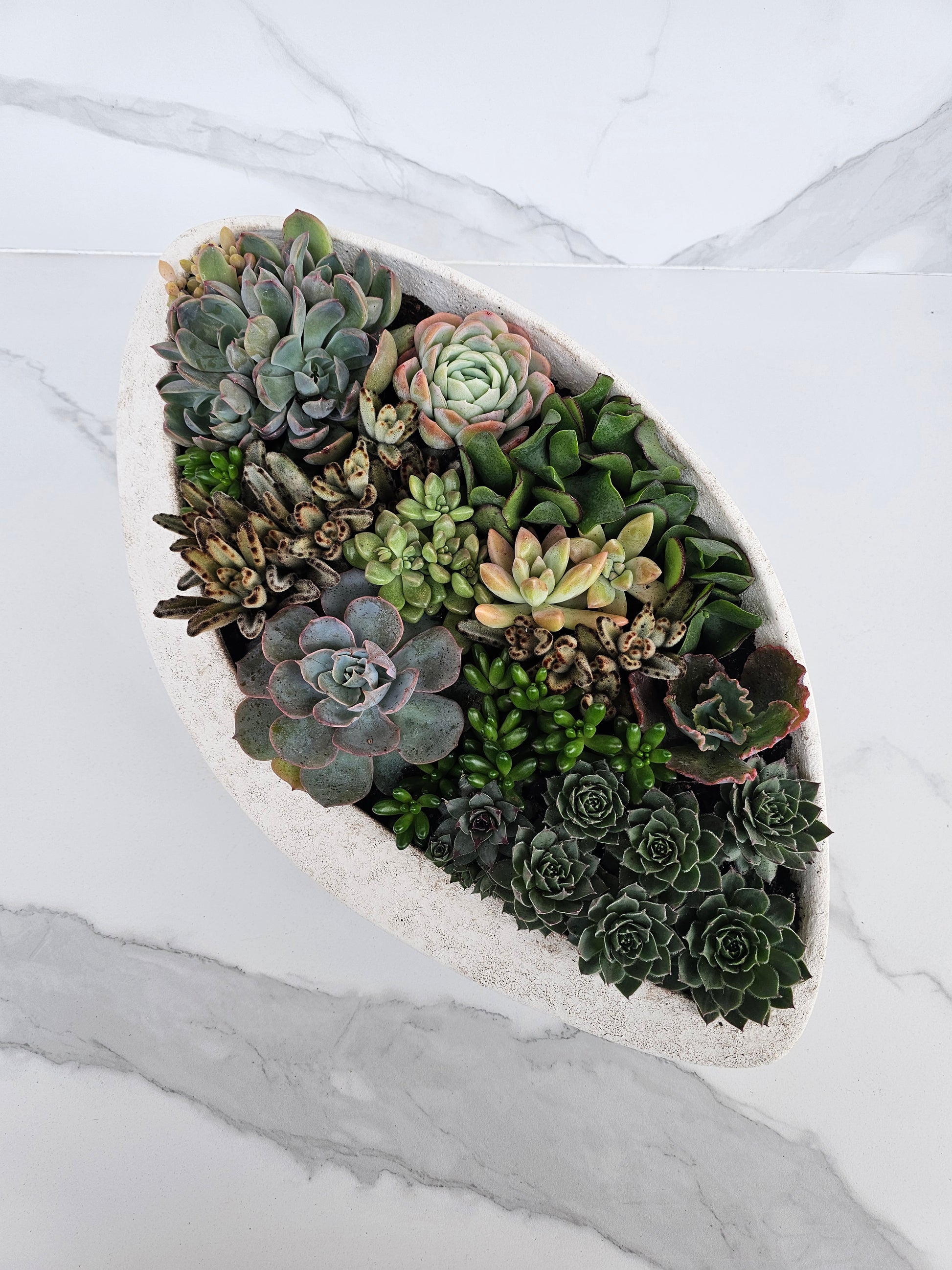 Sleek white elliptical succulent planter perfect for contemporary home decor